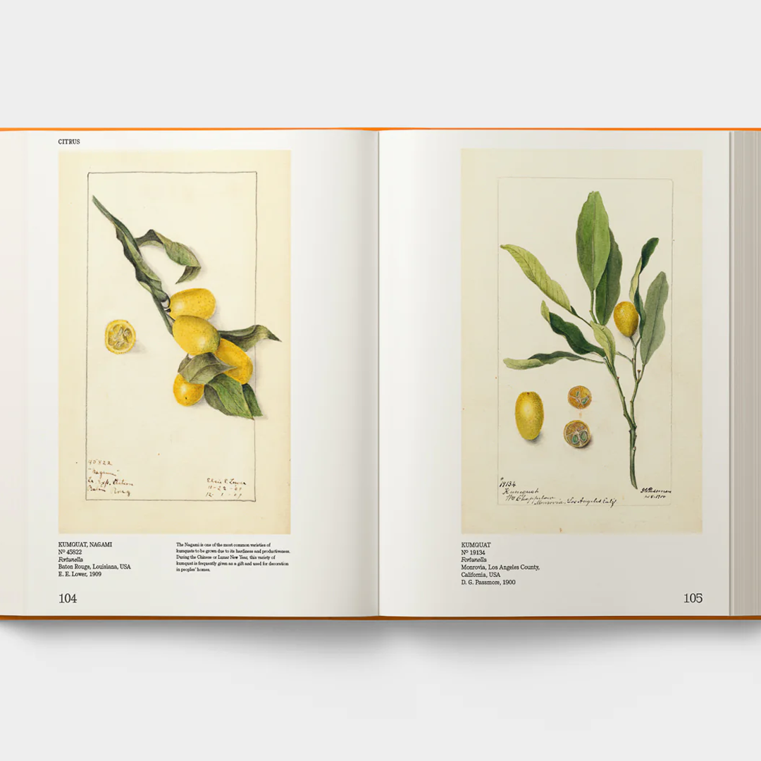 AN ILLUSTRATED CATALOG OF AMERICAN FRUITS & NUTS