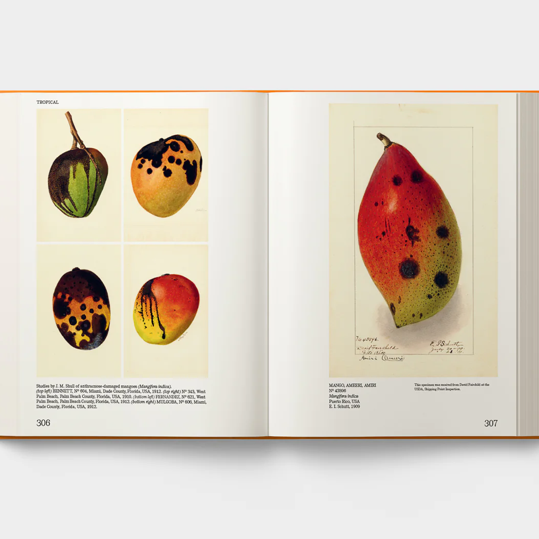 AN ILLUSTRATED CATALOG OF AMERICAN FRUITS & NUTS