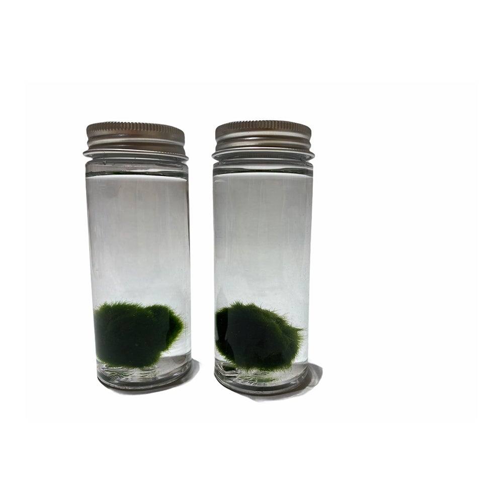MARIMO. L' alga che si vende a palla - Todo Modo