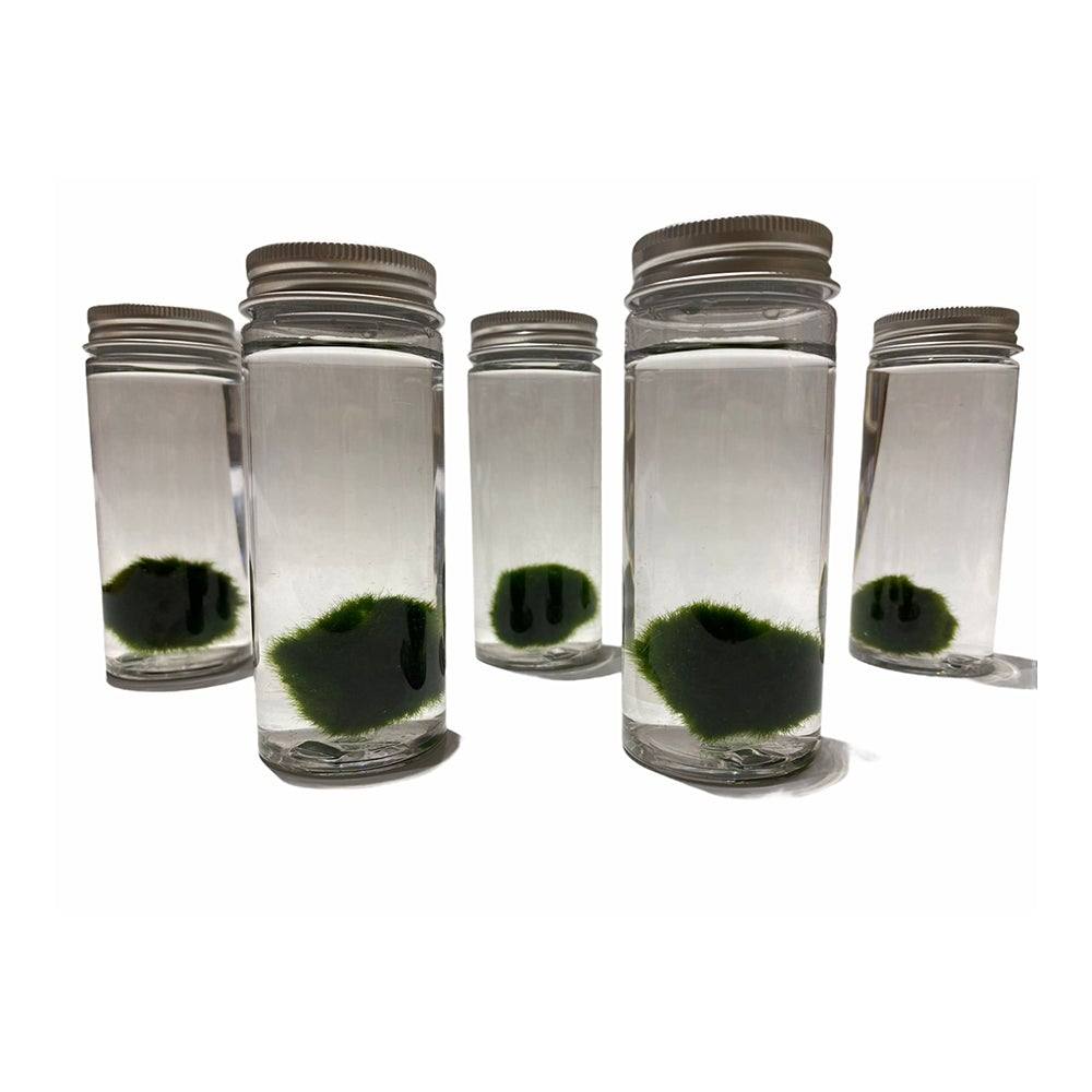 MARIMO. L' alga che si vende a palla - Todo Modo